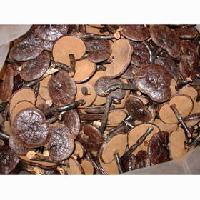 Ganoderma lucidum