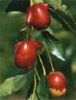 CHAHU JUJUBE