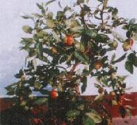 LONGXU JUJUBE