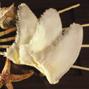 Dried Fin