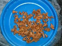 CANTHARELLUS CIBARIUS