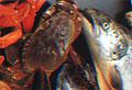 Seafood essence