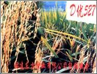  RICE   SEED S