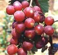  SEEDLESS  GRAPE