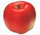 RED FUJI APPLE