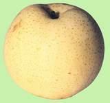 GOLD PEAR