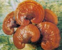 Ganoderma lucidum Karst