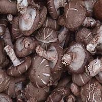 FRESH   SHIITAKE   MUSHROOM 