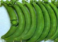  Frozen   Sugar   Pea 