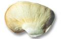 Pleurotus nebrodensis