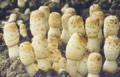 Coprinus Comatus