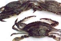 Crab