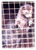 Mink  Breeding 