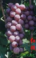 GRAPE SEEDLING,