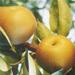 Fengshui Pear