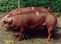 FINE BREED PIG