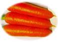 carrot