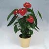 Anthurium pot plant