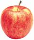 gala apple