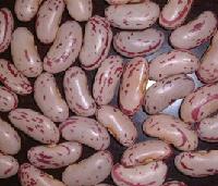 SUBSIDIARY AGRICULTURAL PRODUCT