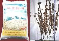  WHEAT  SEED
