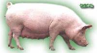  LIVE  PIG