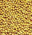 Soy Isoflavones