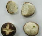 Meat ball enwraped with pasania fungus