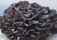 Maitake powder