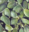 PUMPKIN SEED KERNELS