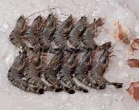 Tiger Prawns