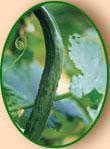 Cucumber