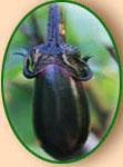 Aubergine