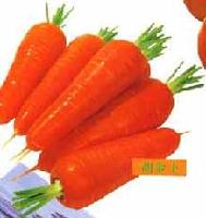 FRESH-KEEPING CARROT