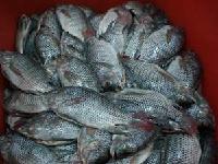 tilapia fillet,whole tilapia fish