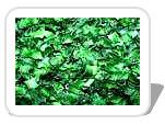 LEEK GREEN