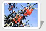 WOLFBERRY  FRUIT  PLANT