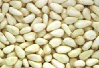  RED   PINE  NUT KERNEL