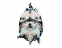 HUA  TURTLE 