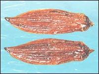 Head-off abdomen-open eel