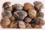 Hard Clam