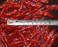 TIANYING CHILLI STEM