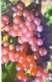 Agate  Grape