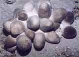Straw Mushroom