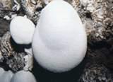 Bailing Mushroom