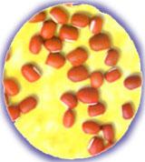 The  Tianjin   Red  Bean