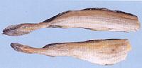  Salt ed  Cod   Fish 