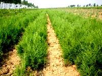 ARBORVITAE SEEDLING