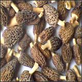 MORELS