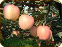 New Red Star Apple